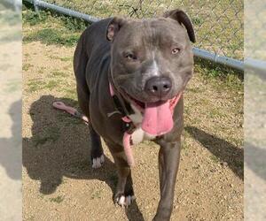 Mutt Dogs for adoption in Camarillo, CA, USA