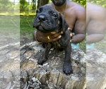 Small Photo #10 Cane Corso Puppy For Sale in UPPER MARLBORO, MD, USA