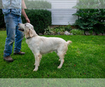Small #1 Golden Retriever