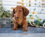 Puppy Max Dachshund