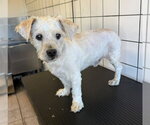Small Photo #2  Puppy For Sale in , 