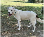 Small #1 Labrador Retriever Mix