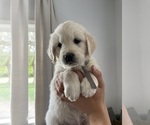 Small Photo #5 Golden Retriever Puppy For Sale in BELLEVUE, WA, USA