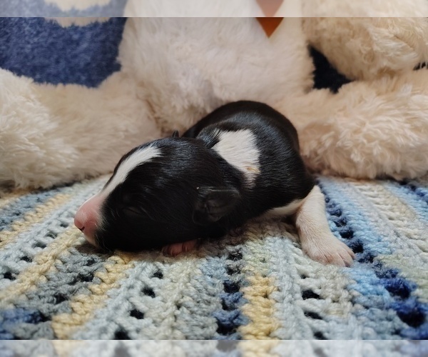 Medium Photo #33 Border Collie Puppy For Sale in NORBORNE, MO, USA