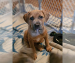 Small Photo #2 America Bandogge Mastiff Puppy For Sale in JOLIET, IL, USA