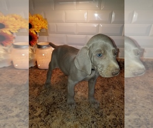 Weimaraner Puppy for sale in GOODSPRING, TN, USA