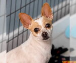 Small Chihuahua Mix