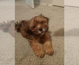 Lhasa Apso-Poodle (Standard) Mix Puppy for sale in PHOENIX, AZ, USA