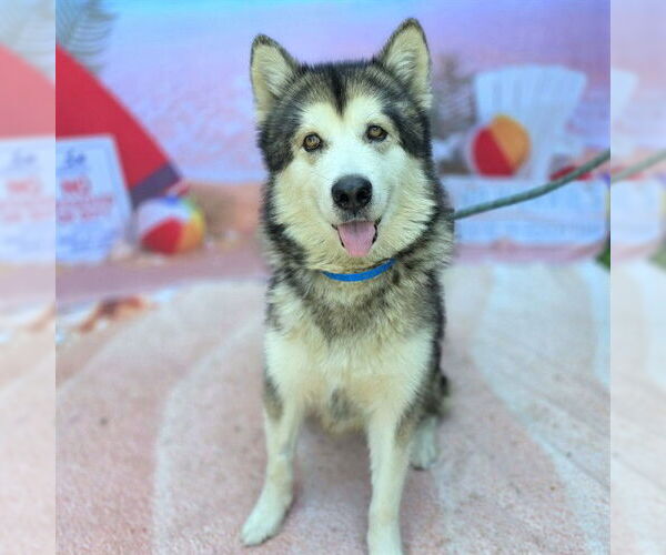 Medium Photo #2 Alusky Puppy For Sale in Long Beach, CA, USA