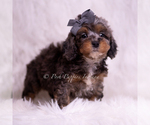 Small #2 Poodle (Toy)