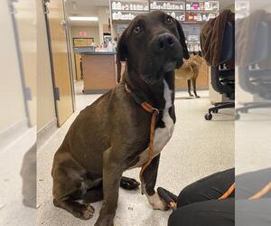 Labrador Retriever-Unknown Mix Dogs for adoption in Modesto, CA, USA