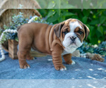 Small #1 Beabull