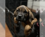 Small Photo #5 Cane Corso Puppy For Sale in CLINTON, MD, USA