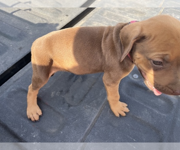 Medium Photo #3 Rhodesian Ridgeback Puppy For Sale in HENDERSON, TX, USA