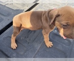 Small Photo #3 Rhodesian Ridgeback Puppy For Sale in HENDERSON, TX, USA