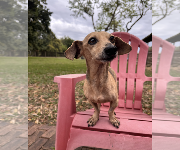 Medium Photo #5 Dachshund-Unknown Mix Puppy For Sale in Weston, FL, USA