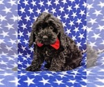 Small Photo #1 Cock-A-Poo-Poodle (Miniature) Mix Puppy For Sale in CHRISTIANA, PA, USA