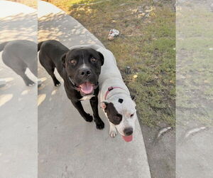 Bullboxer Pit Dogs for adoption in San Bernardino , CA, USA