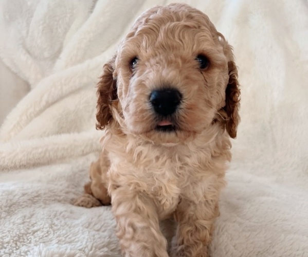 Medium Photo #1 Cock-A-Poo Puppy For Sale in CONCORD, NC, USA