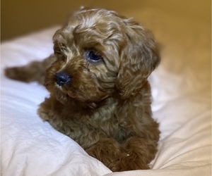 Cavalier King Charles Spaniel-Poodle (Toy) Mix Puppy for sale in GRANGER, IN, USA
