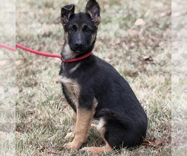 Medium Photo #2 German Shepherd Dog-Unknown Mix Puppy For Sale in Yardley, PA, USA