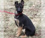 Small #1 German Shepherd Dog Mix