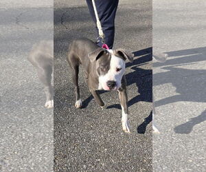 Mutt Dogs for adoption in Rustburg, VA, USA