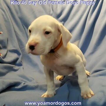 Medium Photo #244 Dogo Argentino Puppy For Sale in JANE, MO, USA