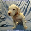 Small Photo #244 Dogo Argentino Puppy For Sale in JANE, MO, USA
