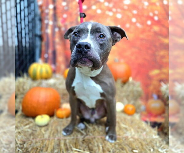 Medium Photo #1 American Pit Bull Terrier Puppy For Sale in Long Beach, CA, USA