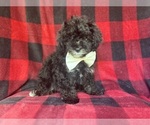 Small #1 YorkiePoo
