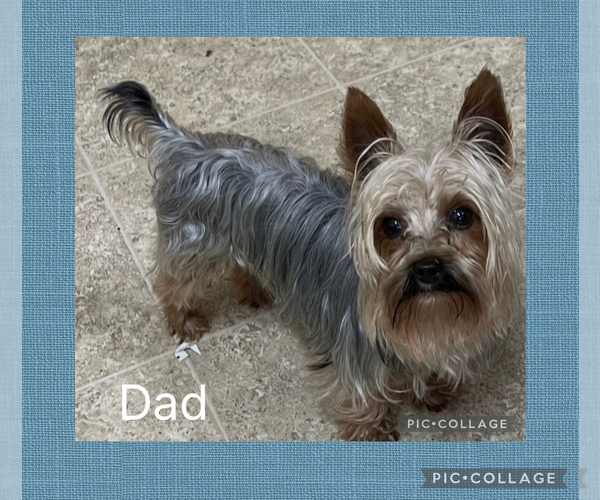 Medium Photo #1 YorkiePoo-Yorkshire Terrier Mix Puppy For Sale in BENNINGTON, IN, USA