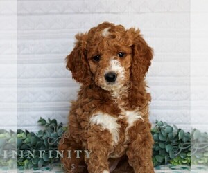 Goldendoodle (Miniature) Puppy for sale in LITITZ, PA, USA