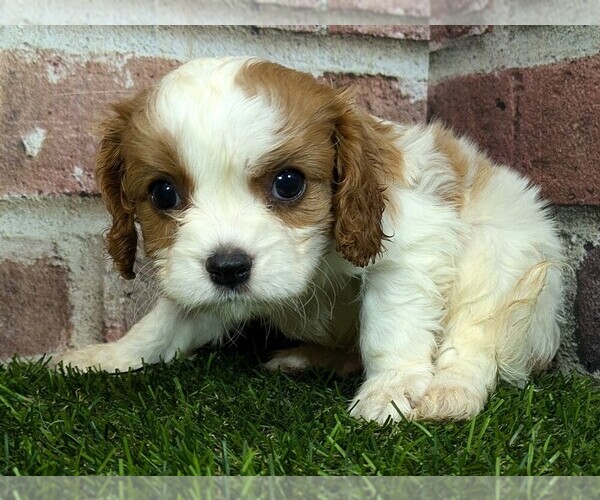 Medium Photo #11 Cavalier King Charles Spaniel Puppy For Sale in MOBERLY, MO, USA