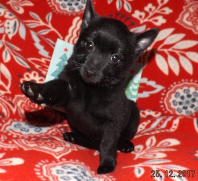 Medium Photo #1 Schipperke Puppy For Sale in SEYMOUR, MO, USA