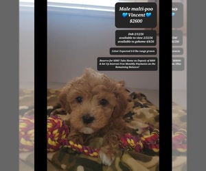 Maltipoo (Toy) Puppy for sale in TUCSON, AZ, USA