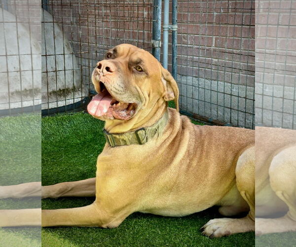 Medium Photo #2 Mastiff Puppy For Sale in Goodyear, AZ, USA