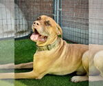Small #1 Mastiff