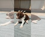 Small Photo #5 Brittany Puppy For Sale in DOWAGIAC, MI, USA