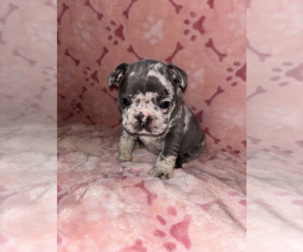 Medium Photo #3 French Bulldog Puppy For Sale in CITRUS HEIGHTS, CA, USA