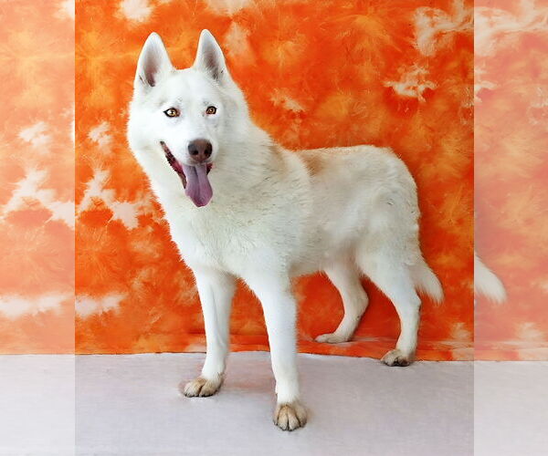 Medium Photo #2 Alaskan Malamute-Huskies  Mix Puppy For Sale in Pasadena, CA, USA