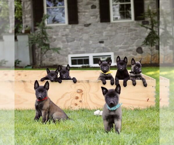 Medium Photo #2 Belgian Malinois Puppy For Sale in RONKS, PA, USA