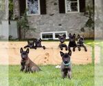 Ruby - Female Belgian Malinois Puppy for Sale - Photo #2