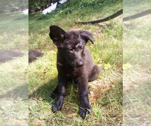 German Shepherd Dog Puppy for sale in JASPER, AR, USA