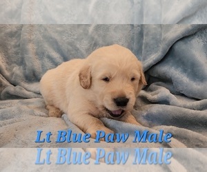Medium Golden Retriever