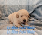 Puppy Blue Paw Male Golden Retriever