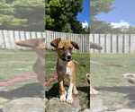 Small #1 Boxer Mix
