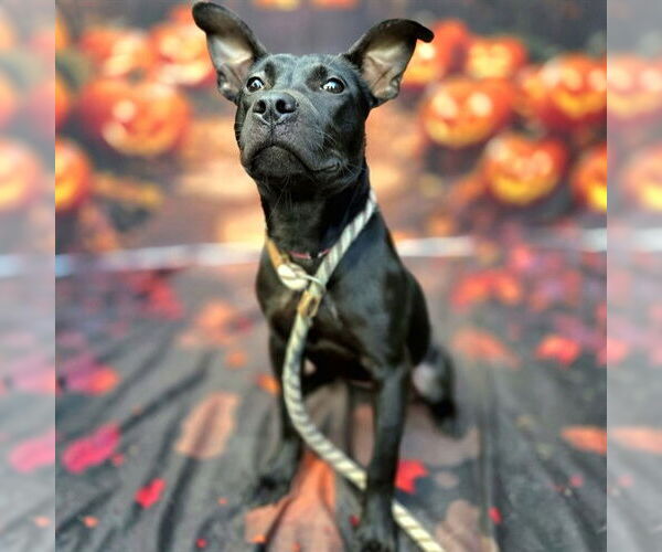 Medium Photo #1 American Pit Bull Terrier Puppy For Sale in Long Beach, CA, USA