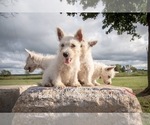 Small Photo #5 West Highland White Terrier Puppy For Sale in PLEASANTON, KS, USA