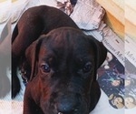 Small Photo #9 Great Dane Puppy For Sale in BOW, NH, USA